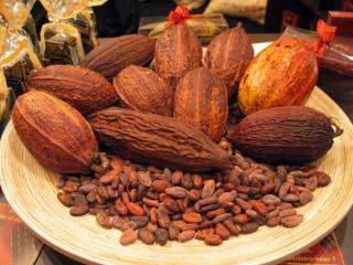 Cacao - NicaraguaExporta