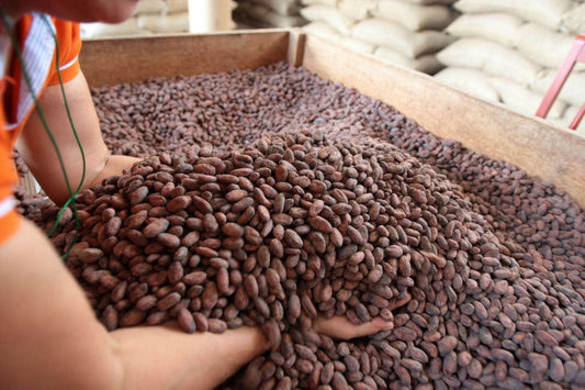 Cacao - NicaraguaExporta