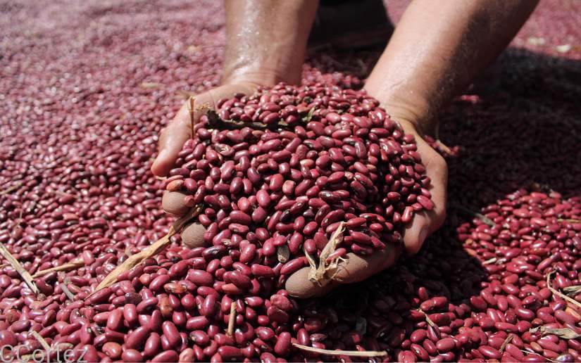 Frijol Rojo de Seda - NicaraguaExporta
