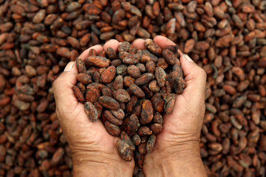 Cacao - NicaraguaExporta
